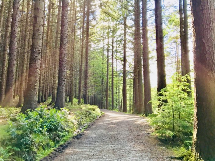 Tollymore Forest, Northern Ireland